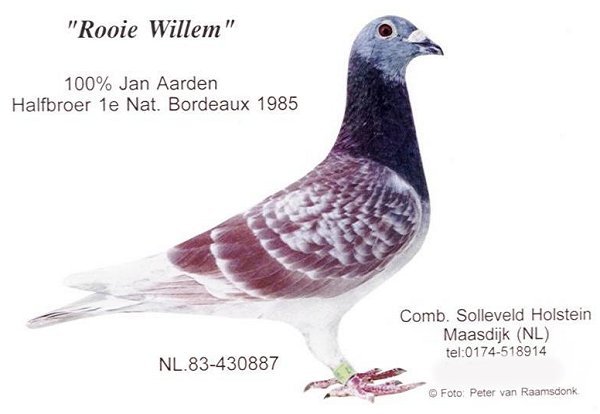 Rooie Willem